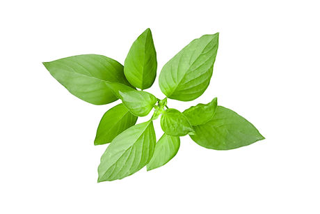 LEMON BASIL