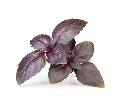 OPAL/RED BASIL
