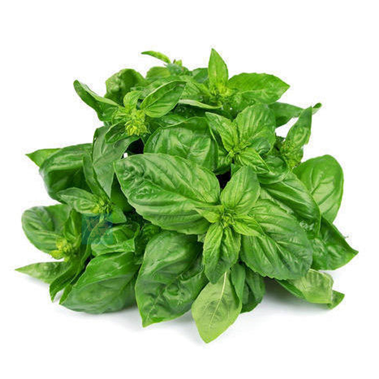 Basil