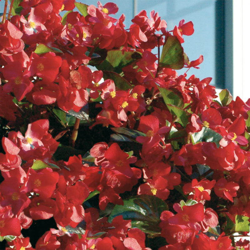 Begonia BIG Red with Green leaf F1 Seed