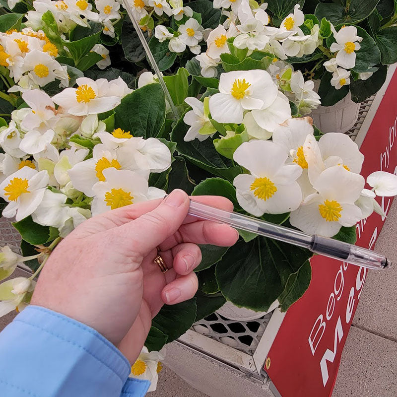 Begonia Mega Cool Mix F1 Seed