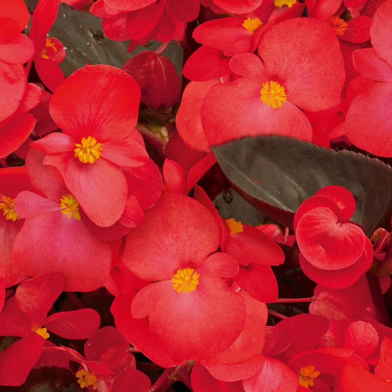 Begonia BIG Red with Bronze Leaf F1 Seed