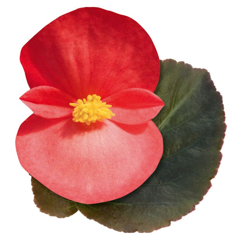 Begonia BIG Red with Bronze Leaf F1 Seed