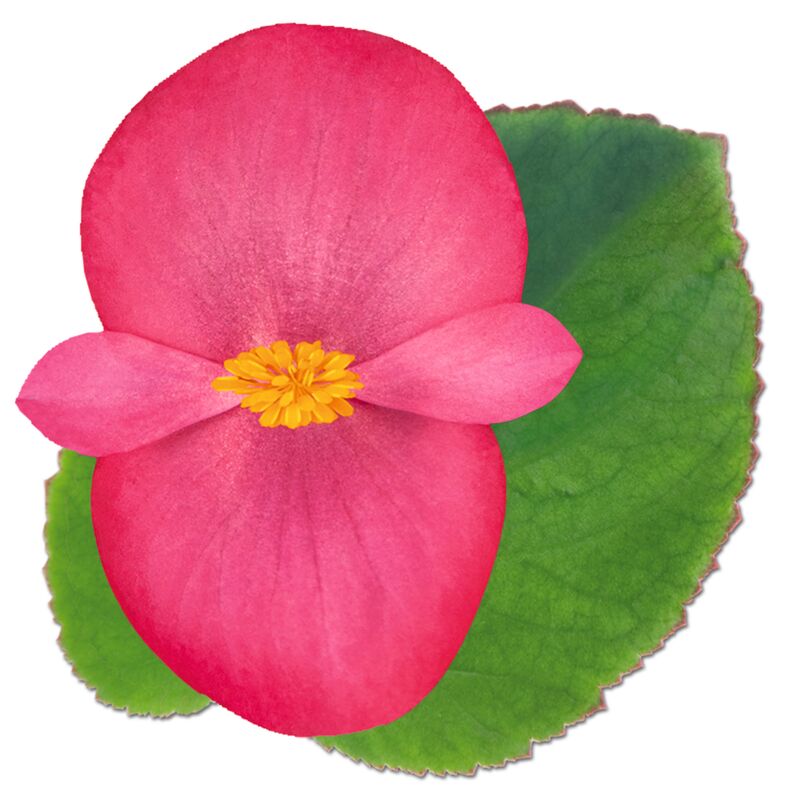 Begonia BIG Rose with Green Leaf F1 Seed