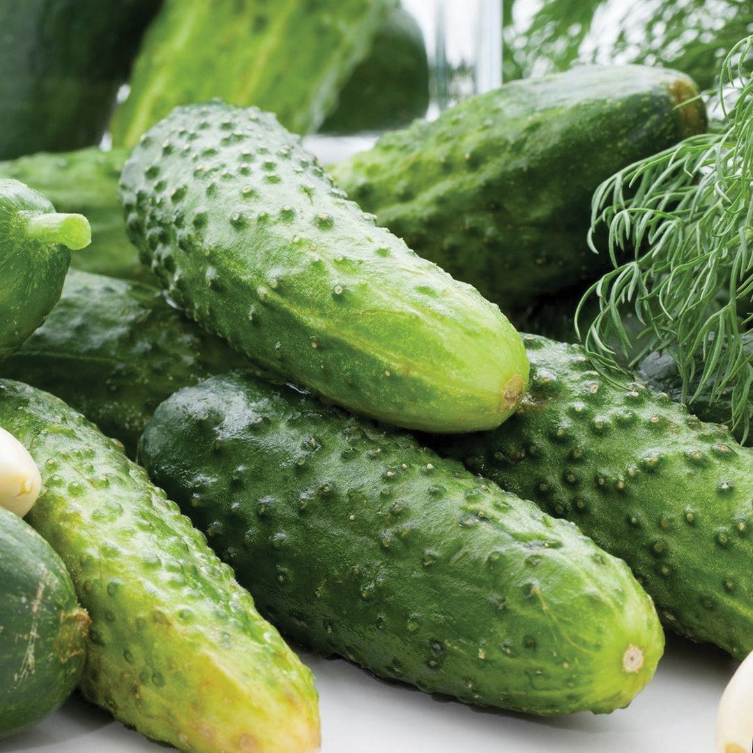 Pickling Cucumbers