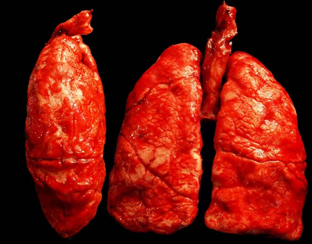 Lungs Prop - The Bloody Organ Laboratory