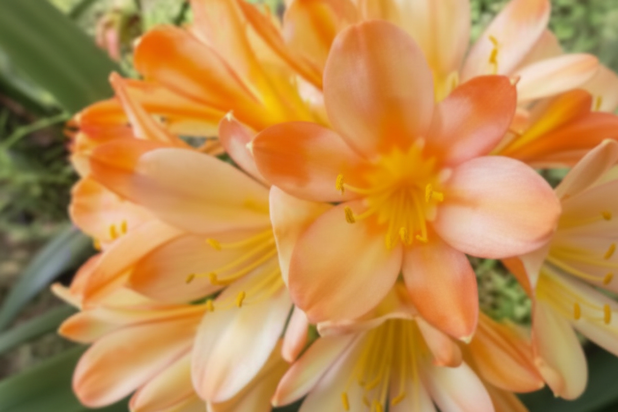 Clivia Seedling Plant 4-6 Inches Tall
