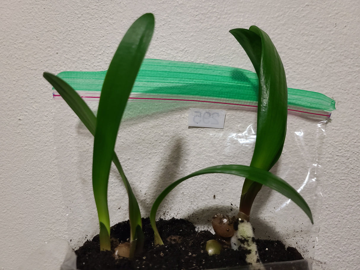 Clivia Interspecific Seedling Bronze Tube 4-5 Inches Tall