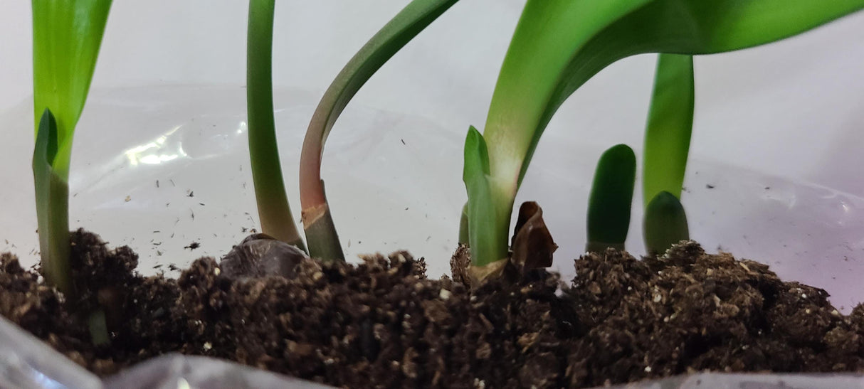 Clivia Interspecific Seedlings Gunston x Gun Metal Hirao