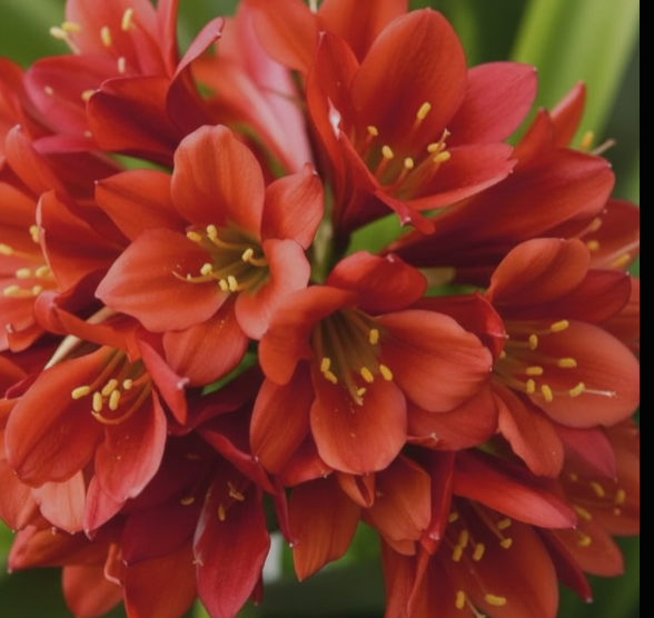 Clivia Red Miniata Seedling Heat Pack 4-6" Tall