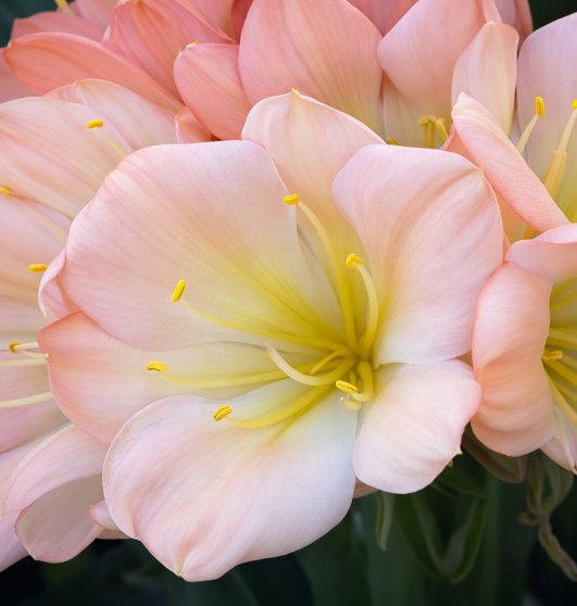 Clivia Seedling La Vierge x Blushing Virgin Plant