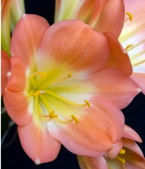 Clivia Seedling Pink 9354 x Blushing Virgin Plant