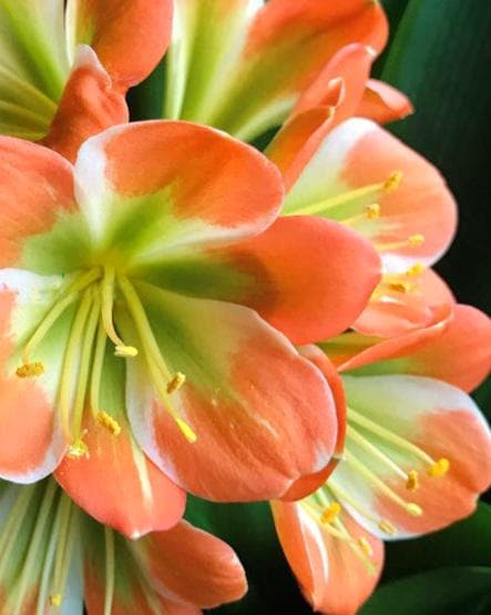 Clivia Seedlings Green Throat Hattori 4-5 Inches Tall