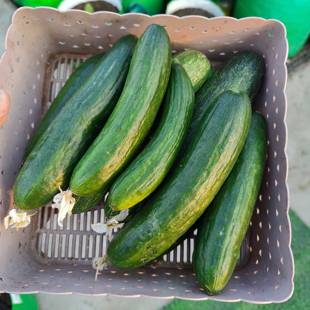 Cucumbers (American)