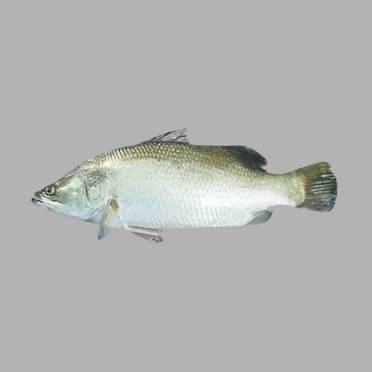F-Koral Fish Regular Cut