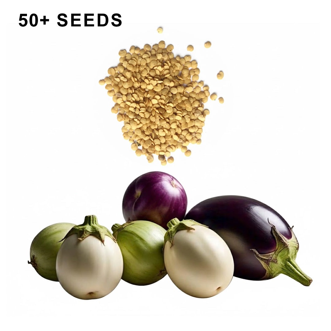 Round Eggplant Mix Seeds Three Color Variety Heirloom Non GMO Garden Collection