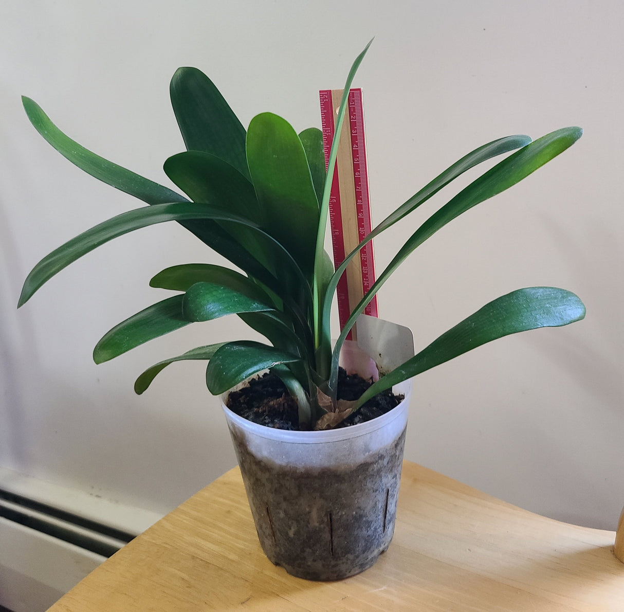 Clivia Bush Lily Young Japanese Daruma Compact Plant Orange