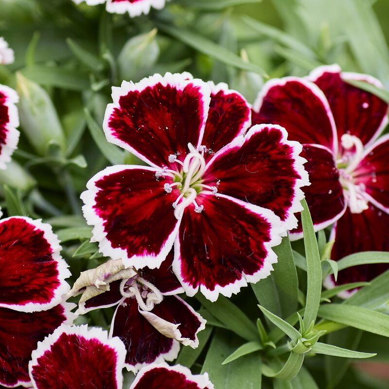 Dianthus Diana Crimson Bicolor F1 Seed