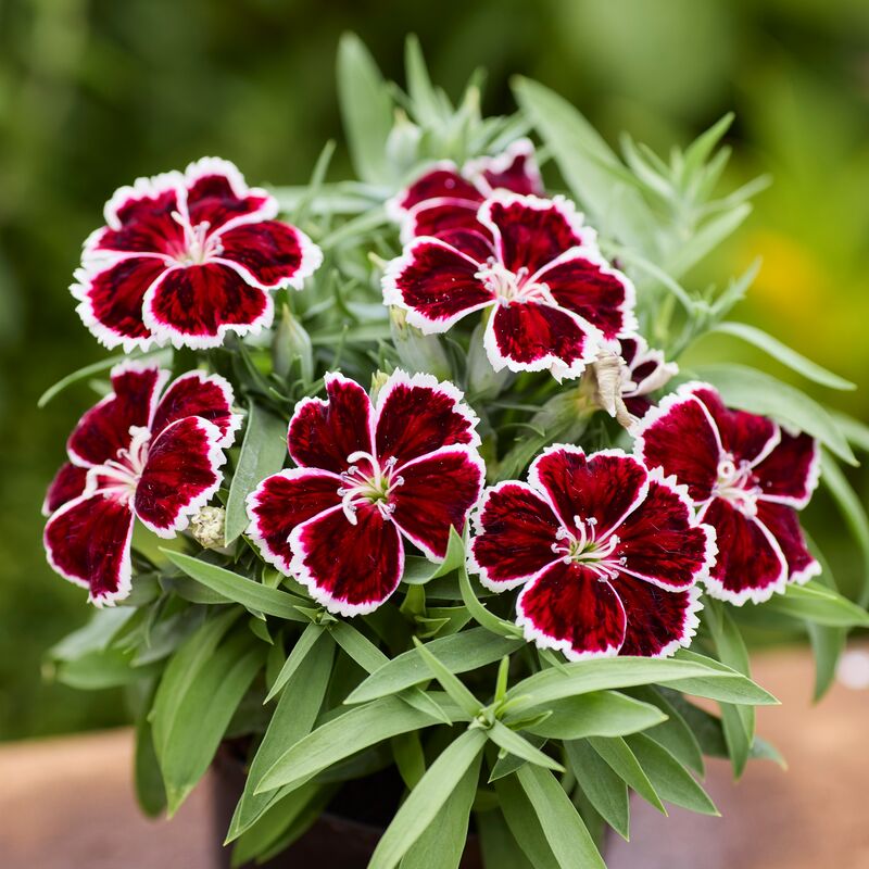 Dianthus Diana Crimson Bicolor F1 Seed