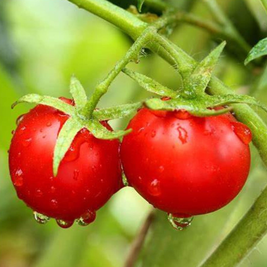 Dwarf Tiny Tim Tomato Seeds 30 Count Heirloom Organic Perfect for Containers and Patio Gardens Heavy Yields