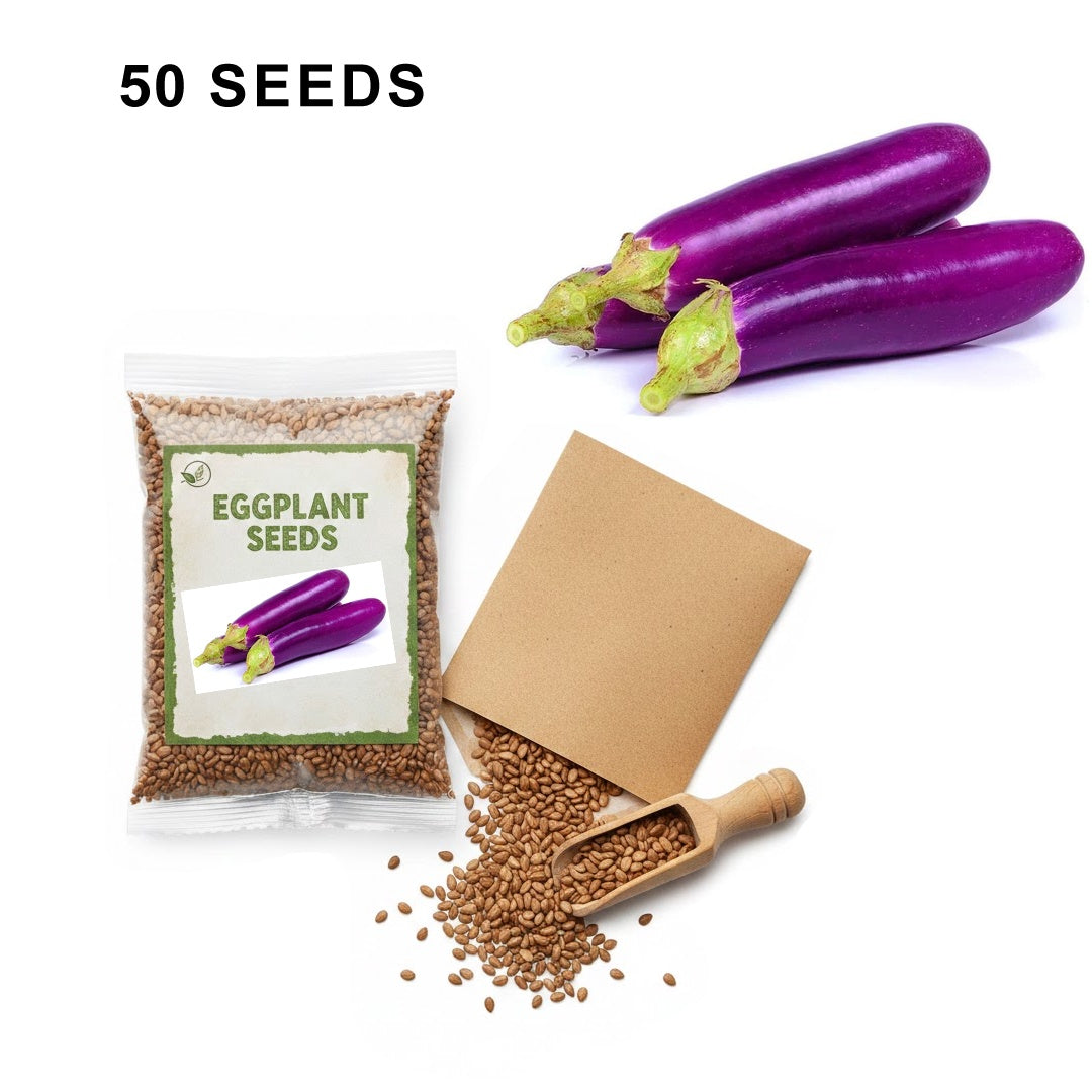 Long Purple Eggplant Seeds Heirloom Organic High Yield Garden Variety