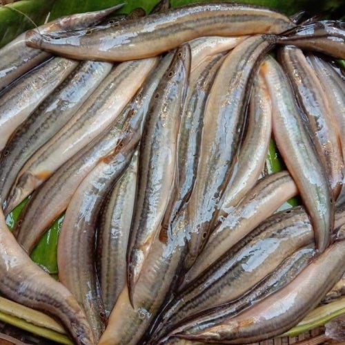 BLUE WATER LOOSE STAR BAIM XXL SIZE (1.1 LB)