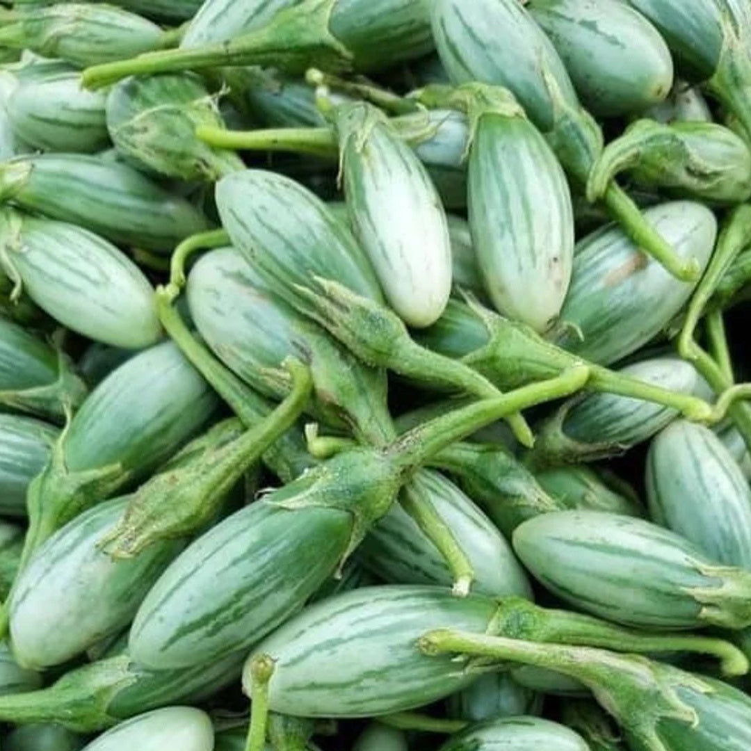 Ablong Eggplant Seeds Thai Eggplant Rugby Variety High Yield Garden Seeds
