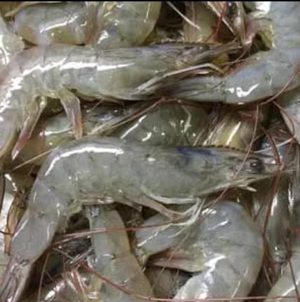 Fresh Shrimp 30/40