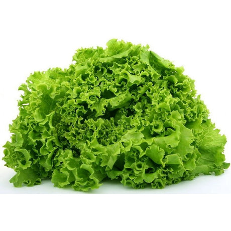 Lettuce: Green Leaf
