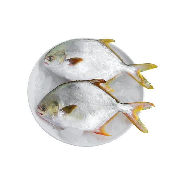 Golden Pomfret