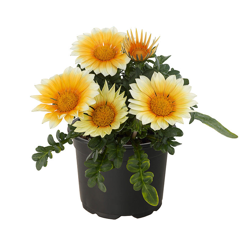 Gazania Zany Sunny-Side Up F1 Seed