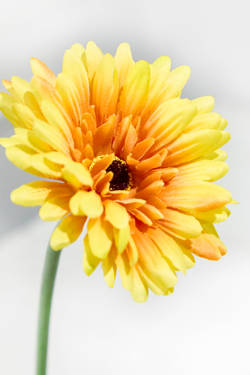 22" Gerbera Daisy Stem