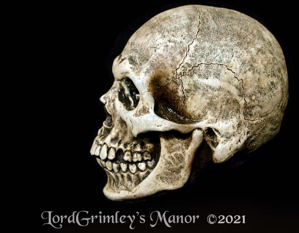 Human Skull - Latex Prop