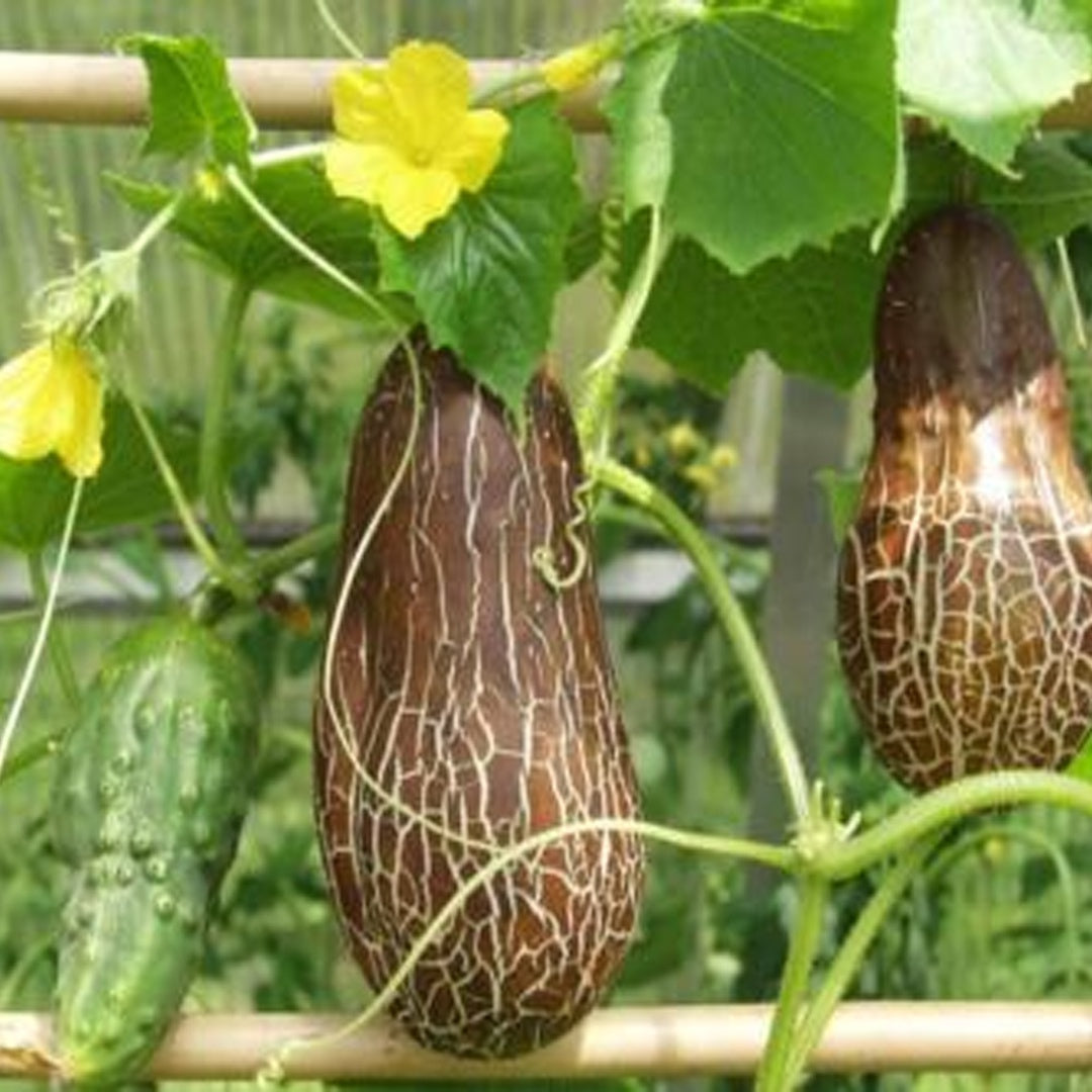 Sikkim Cucumber Seeds 10 Plus Seeds Heirloom Himalayan Variety for Home Gardening