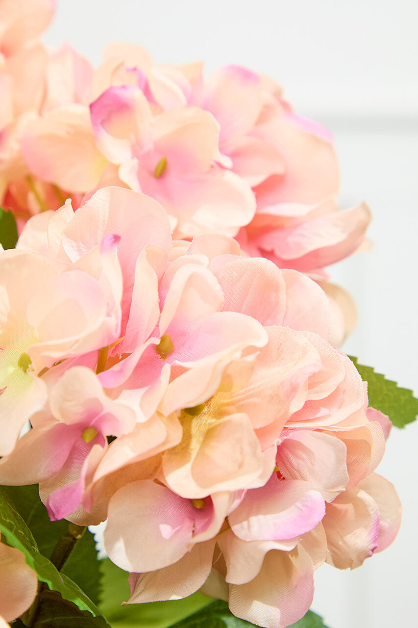 20.5" Peach Hydrangea Bush