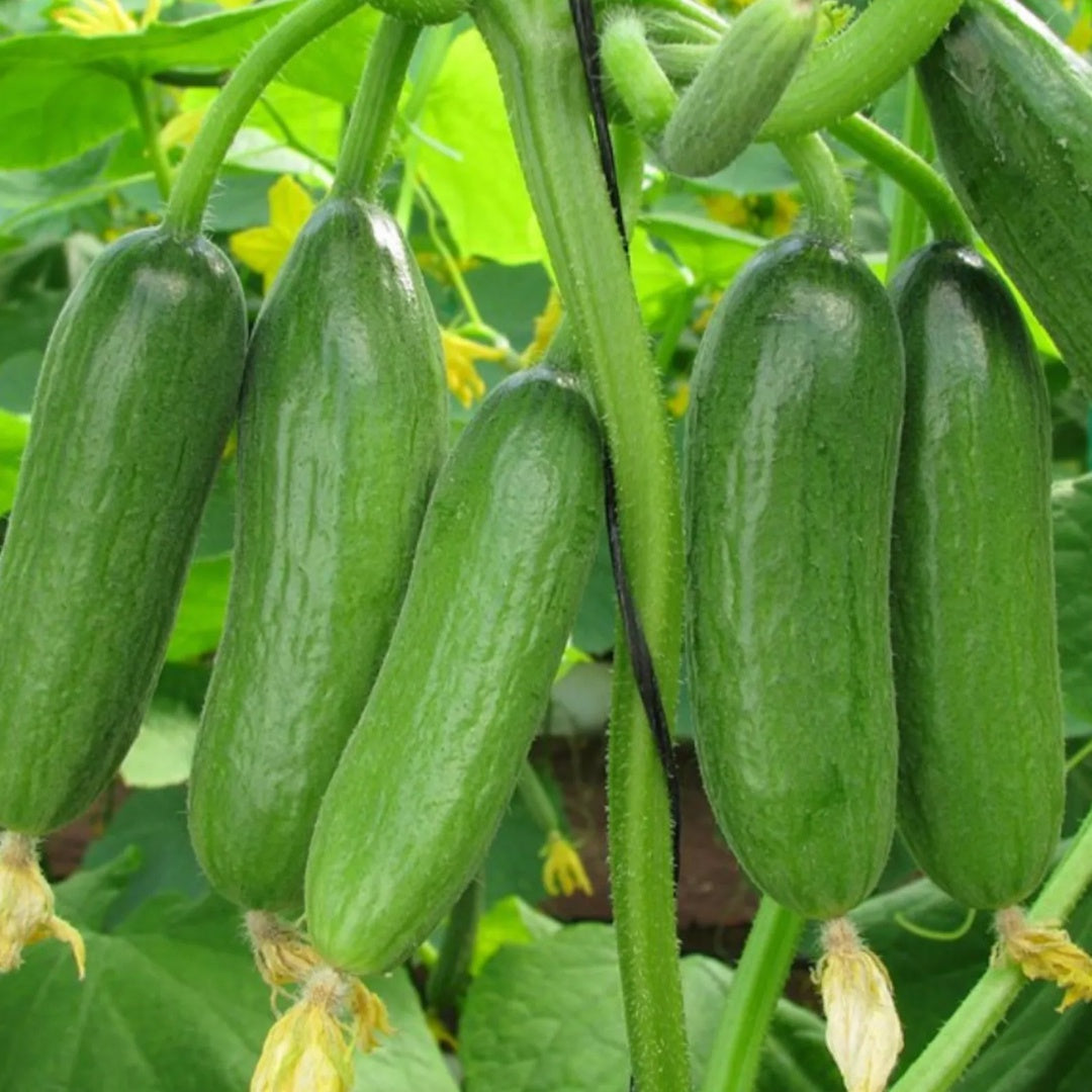 Cute Little Baby Cucumber F1 Seeds 20 Plus Green Little Finger Cucumber Seeds Very Productive for Home Gardening