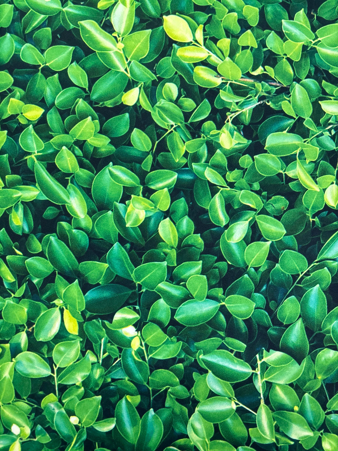 1 Yard Green Leaves Print Spandex Fabric for Swimwear and Costumes 58"/60" Width