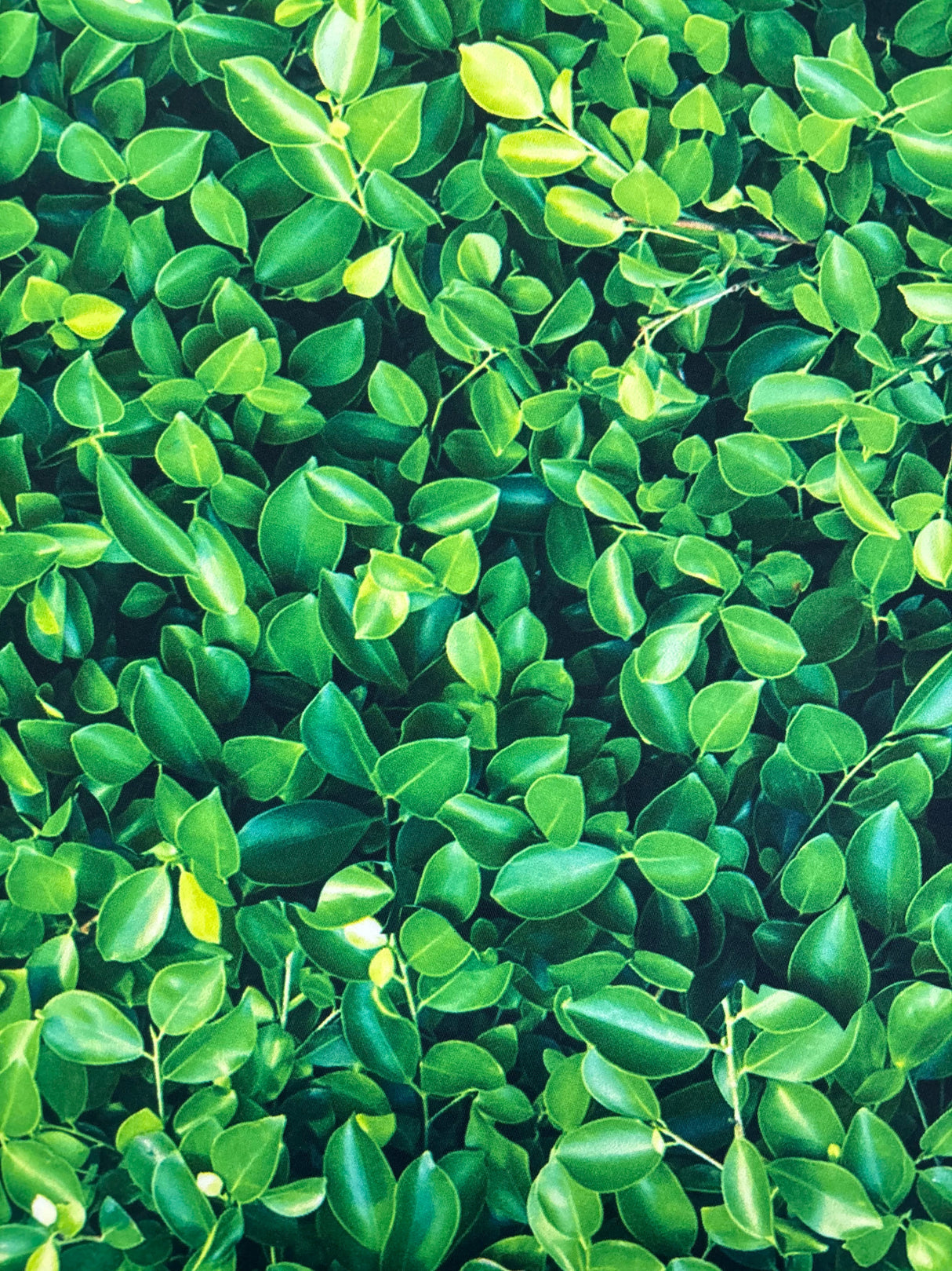 Green Leaves Spandex Fabric - Green Leaves Print, 58"/60" Width (1 Yard)