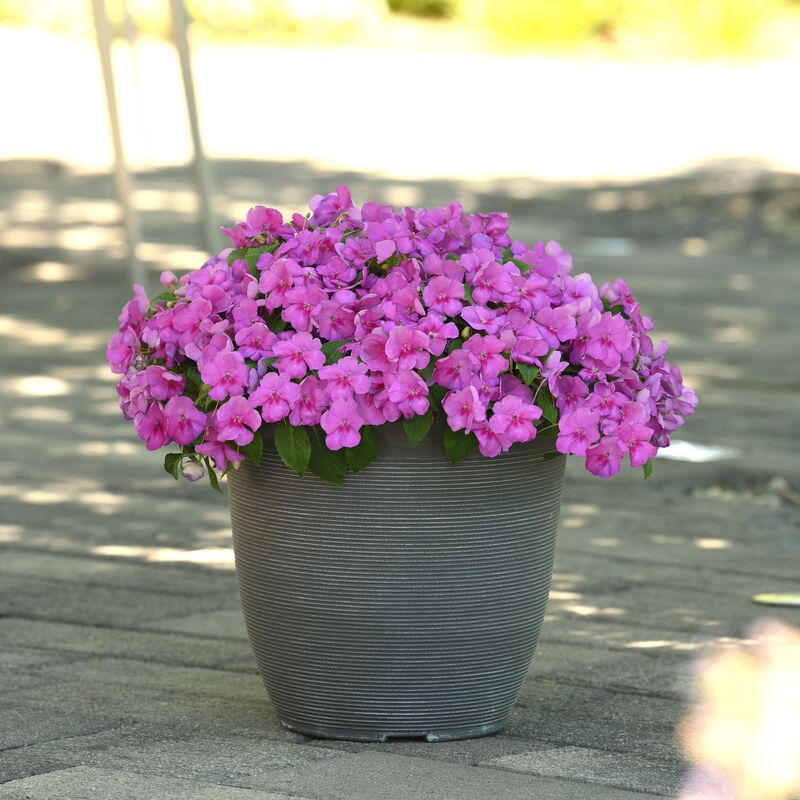Impatiens Beacon Blue Pearl F1 Seed