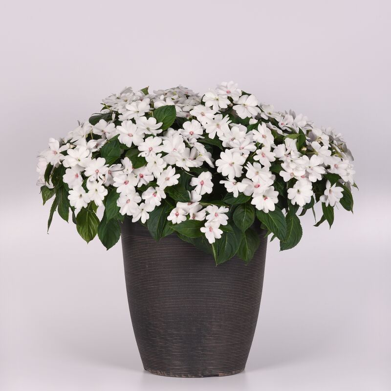 Impatiens Solarscape White Pearl F1 Seed