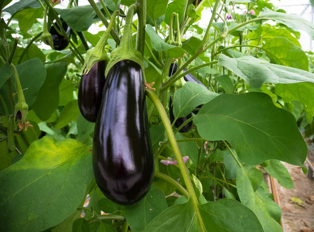 Italian Eggplants