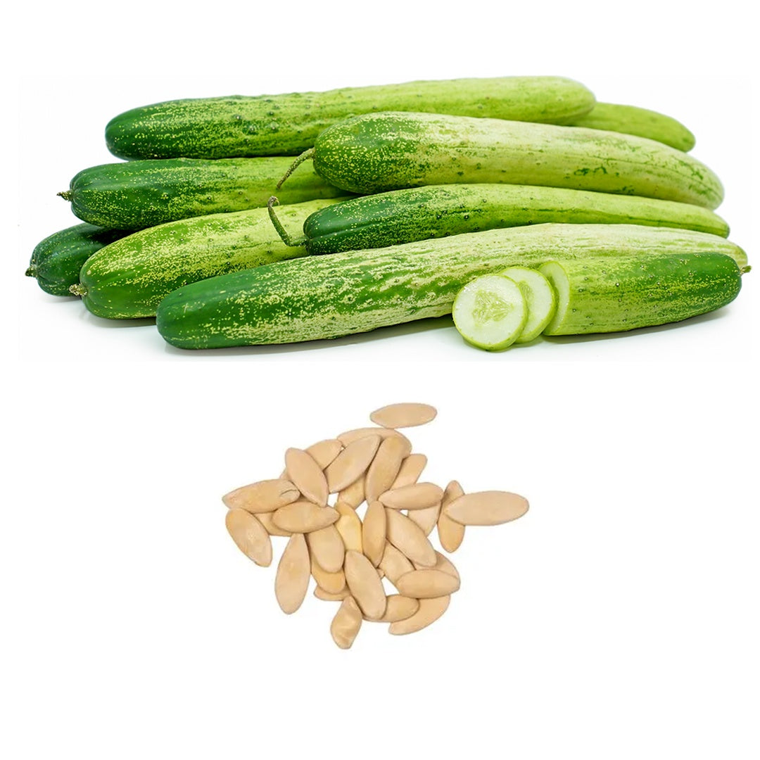 Korean Cucumber Seeds Non GMO Crisp Asian Variety for Home Gardening
