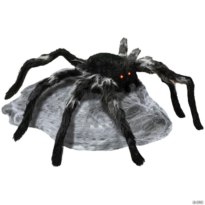 Jumping Spider