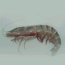 PRAWNS with egg 250gm