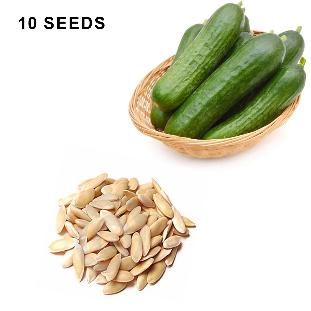 Muncher Cucumber Seeds Heirloom Organic High Yield Crisp and Tasty Garden Variety