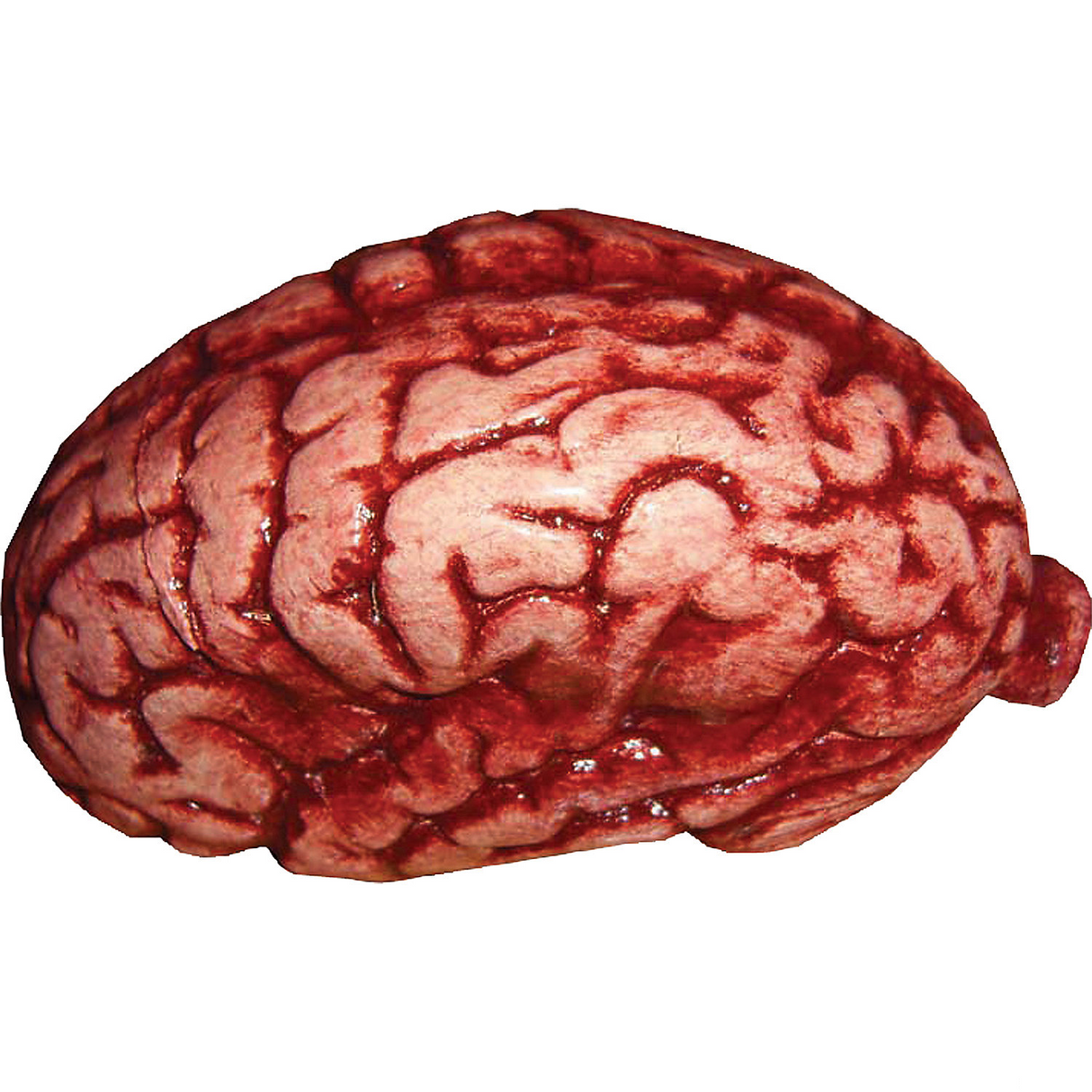 Brain
