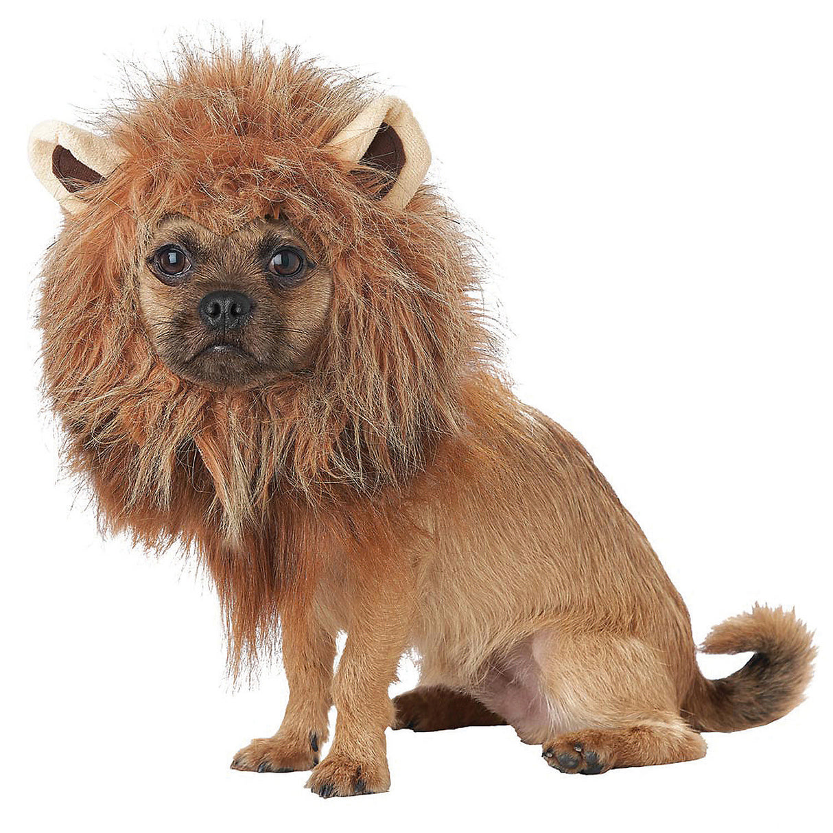 Adorable King of Jungle Pet Costume for Halloween Parties and Safari Themed Events