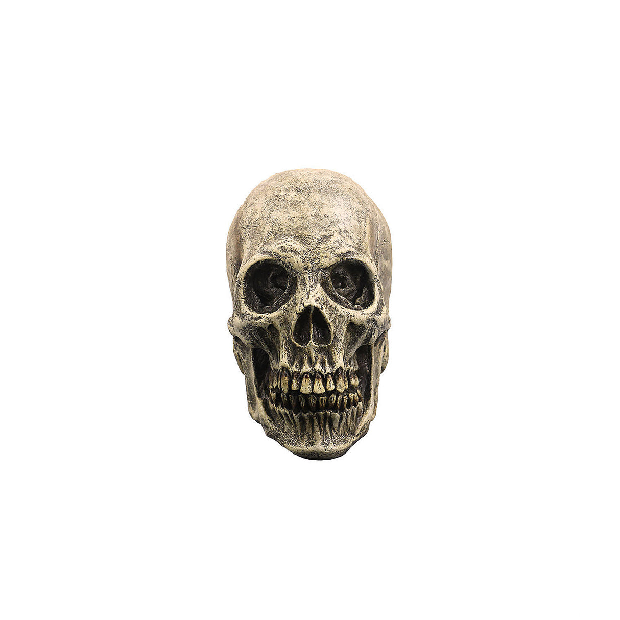 Realistic Human Skull Decoration for Haunted Settings Halloween Props and Ghoulish Parties
