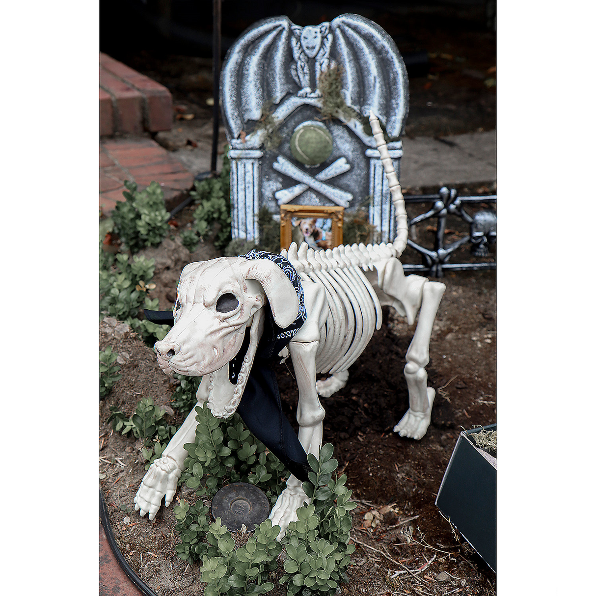 Beagle Bonez Skeleton