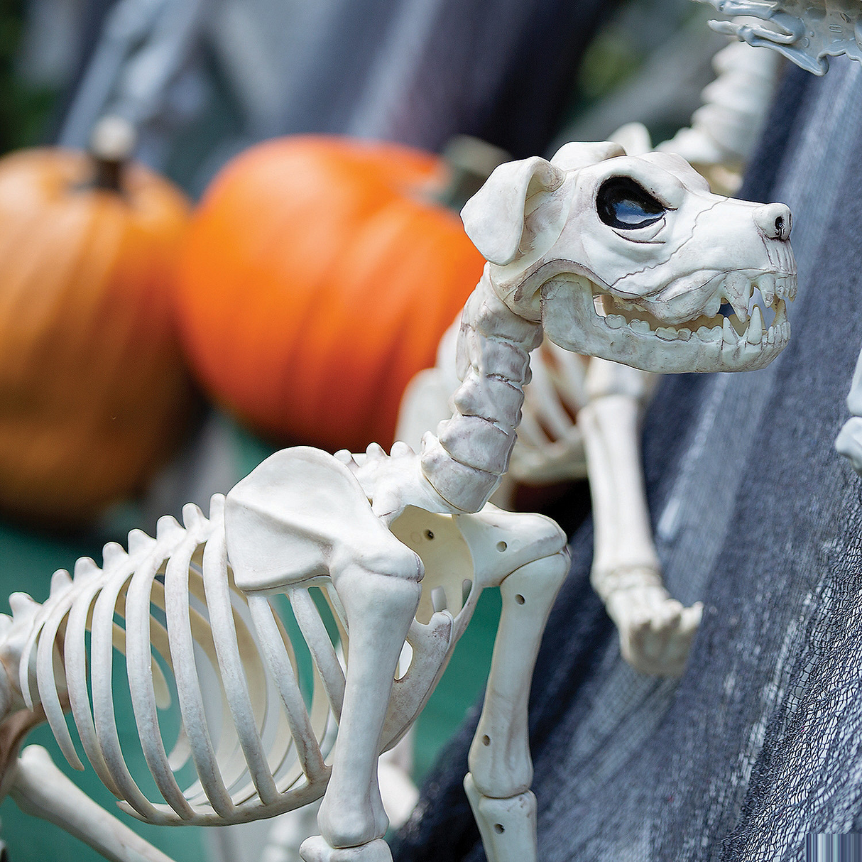 Brutus Bonez Skeleton Dog Halloween Decoration Heavy Duty Plastic Prop 36 Inches